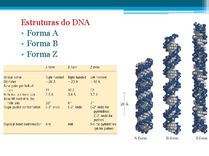 Estruturas do DNA • Forma B • Forma Z 