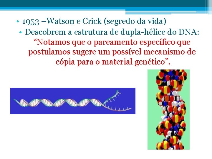  • 1953 –Watson e Crick (segredo da vida) • Descobrem a estrutura de