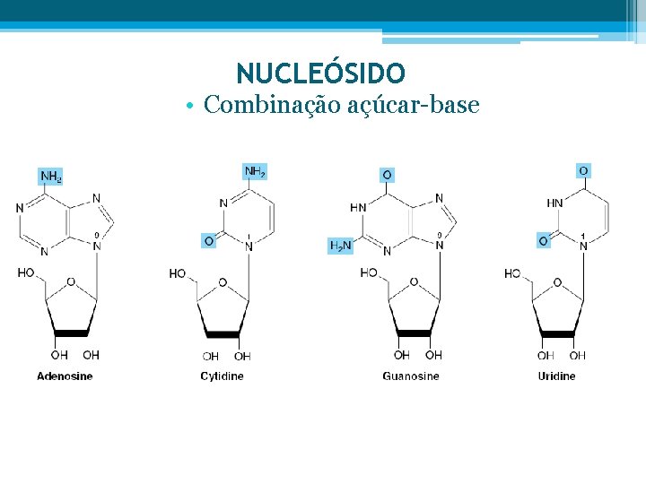 NUCLEÓSIDO • Combinação açúcar-base 