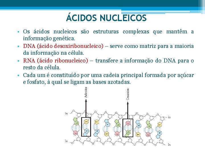 ÁCIDOS NUCLEICOS • Os ácidos nucleicos são estruturas complexas que mantêm a informação genética.