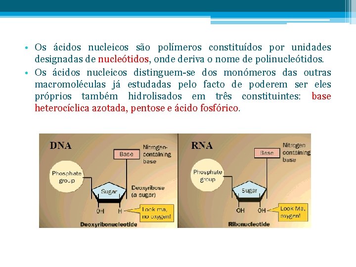  • Os ácidos nucleicos são polímeros constituídos por unidades designadas de nucleótidos, onde