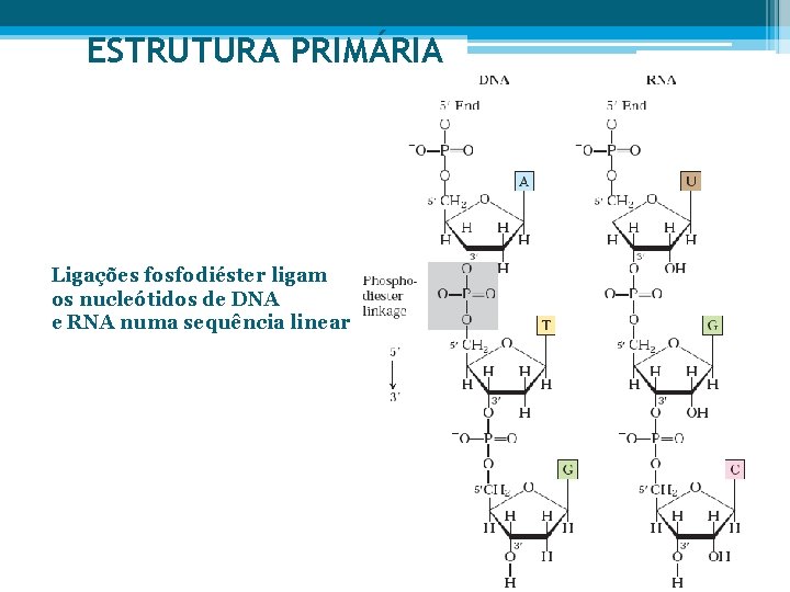 ESTRUTURA PRIMÁRIA Ligações fosfodiéster ligam os nucleótidos de DNA e RNA numa sequência linear