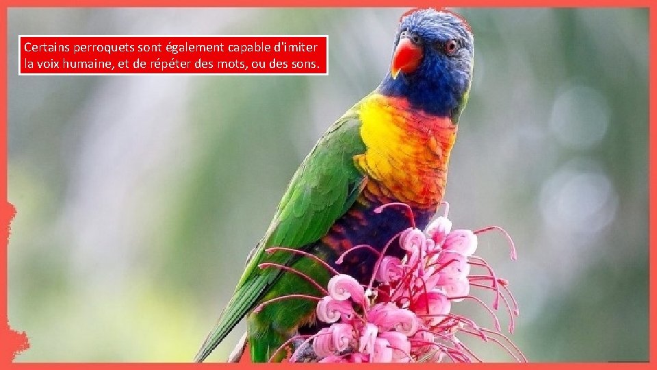 Certains perroquets sont également capable d'imiter la voix humaine, et de répéter des mots,