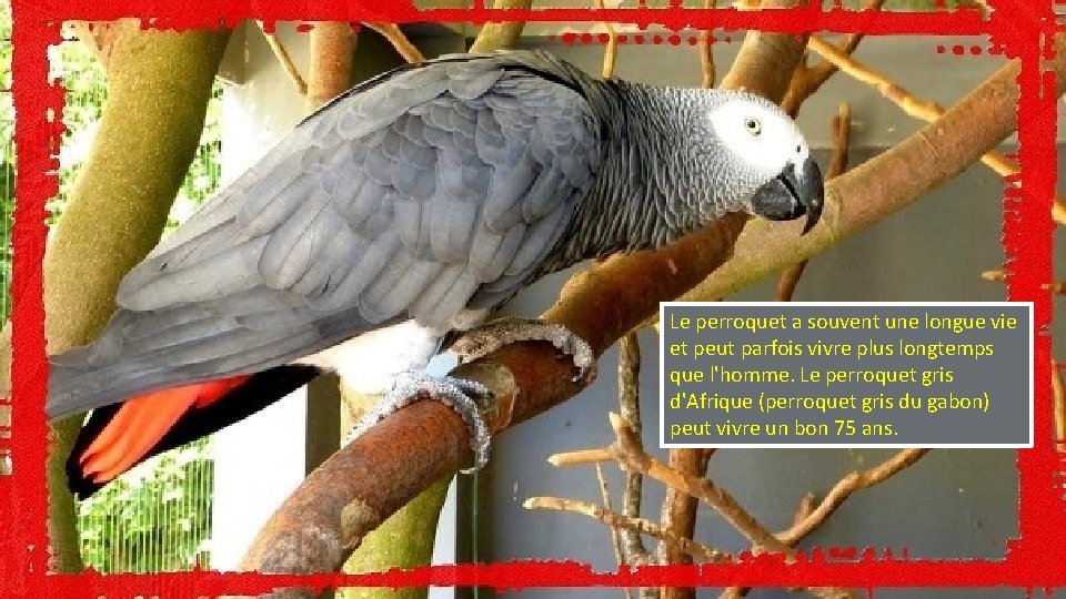 Le perroquet a souvent une longue vie et peut parfois vivre plus longtemps que
