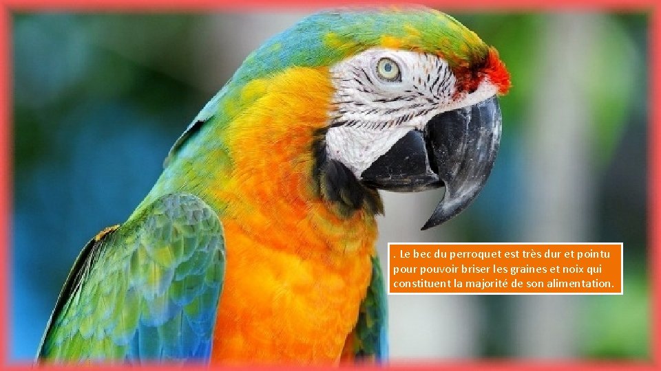 . Le bec du perroquet est très dur et pointu pour pouvoir briser les