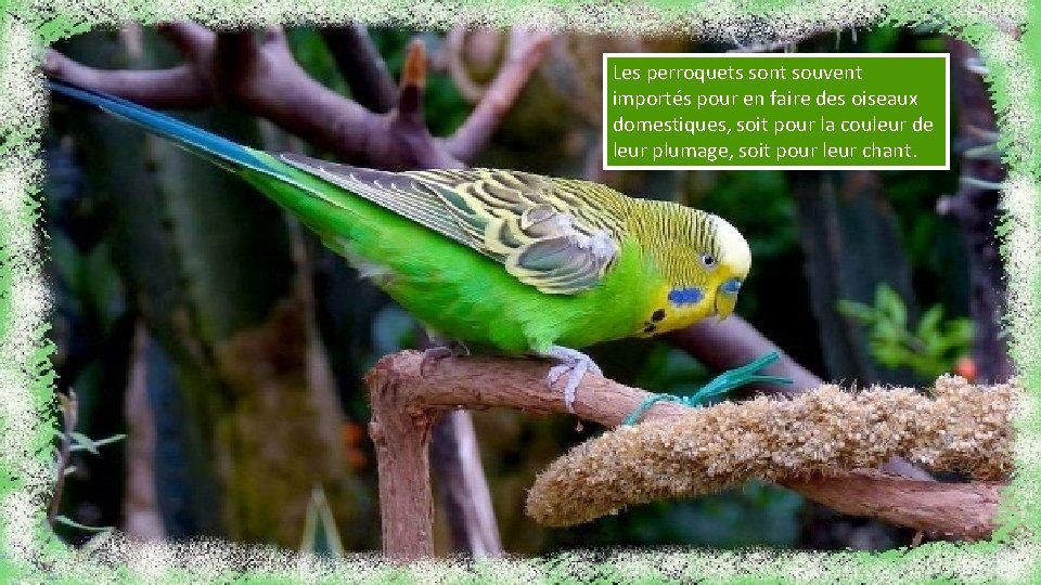 Les perroquets sont souvent importés pour en faire des oiseaux domestiques, soit pour la