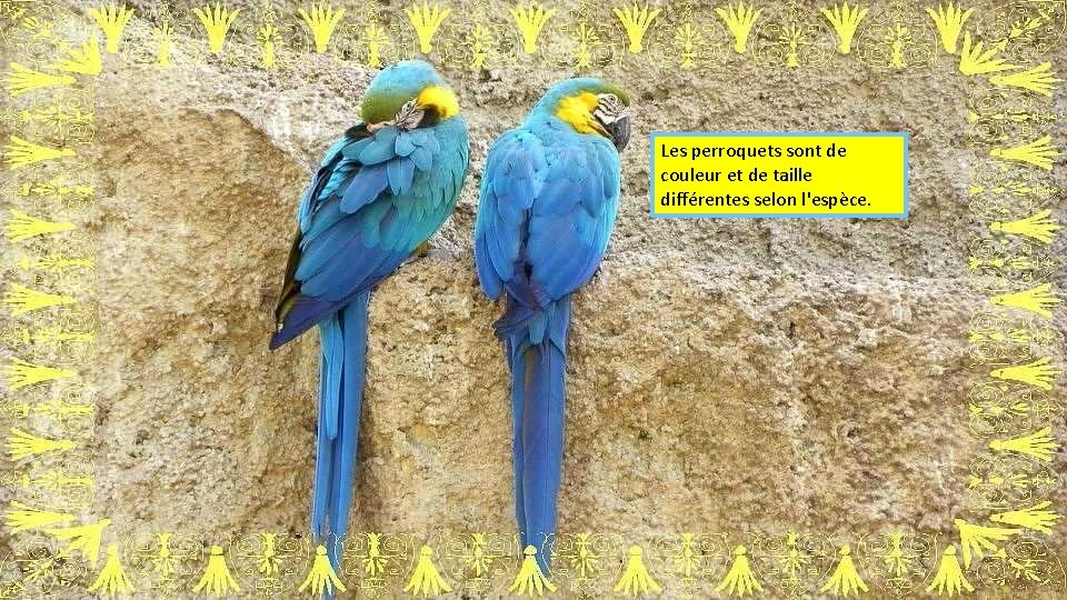 Les perroquets sont de couleur et de taille différentes selon l'espèce. 
