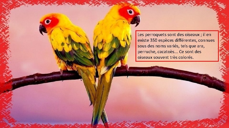Les perroquets sont des oiseaux ; il en existe 350 espèces différentes, connues sous