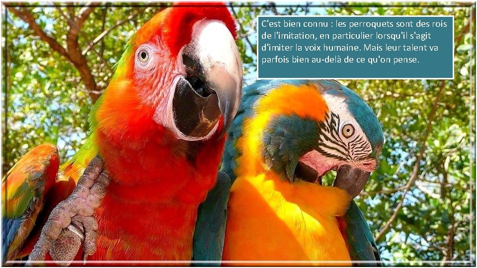 C'est bien connu : les perroquets sont des rois de l'imitation, en particulier lorsqu'il