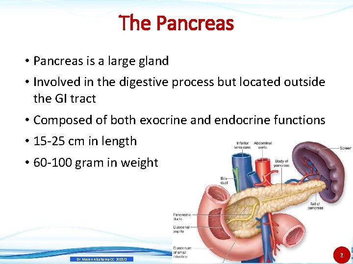 The Pancreas • Pancreas is a large gland • Involved in the digestive process