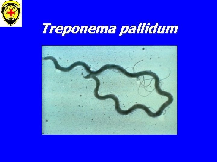 Treponema pallidum 