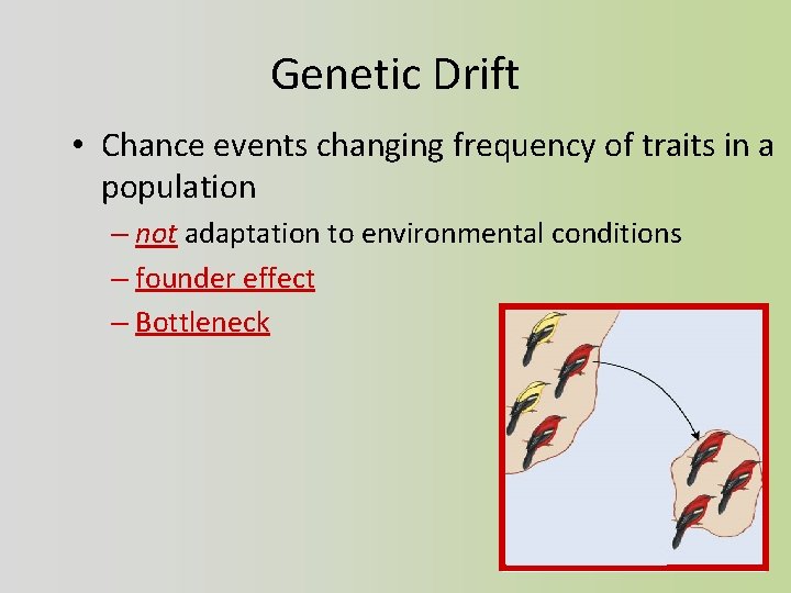 Genetic Drift • Chance events changing frequency of traits in a population – not