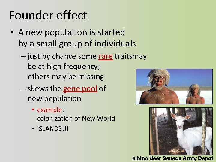 Founder effect • A new population is started by a small group of individuals