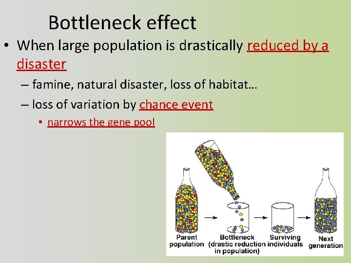 Bottleneck effect • When large population is drastically reduced by a disaster – famine,