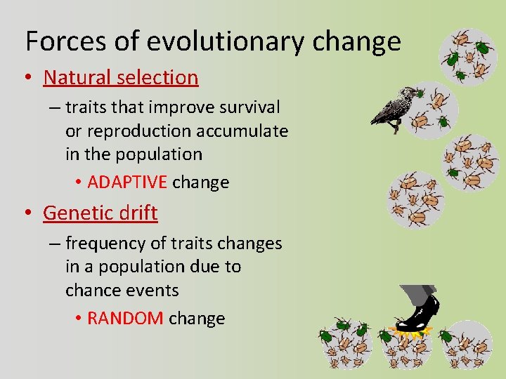 Forces of evolutionary change • Natural selection – traits that improve survival or reproduction