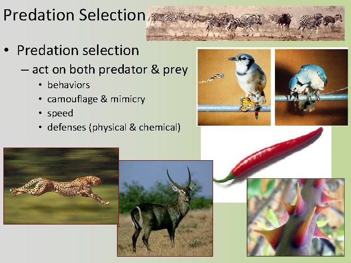 Predation Selection • Predation selection – act on both predator & prey • •