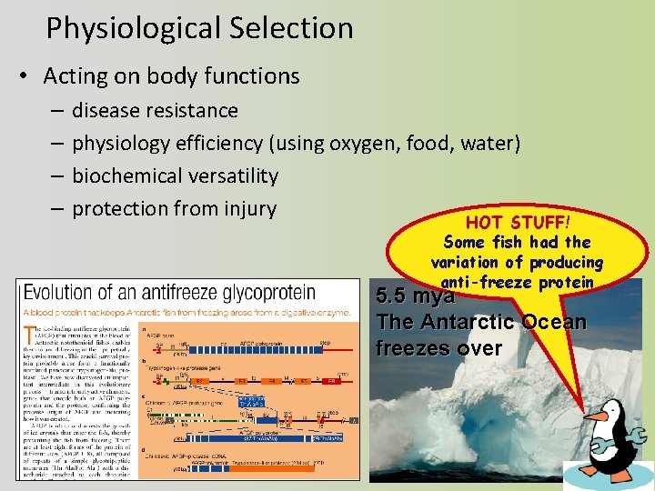 Physiological Selection • Acting on body functions – – disease resistance physiology efficiency (using