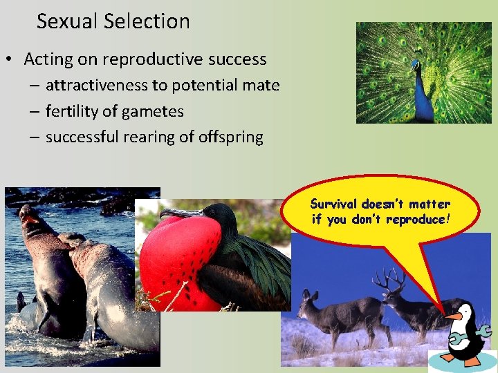 Sexual Selection • Acting on reproductive success – attractiveness to potential mate – fertility