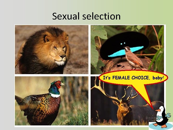 Sexual selection It’s FEMALE CHOICE, baby! 