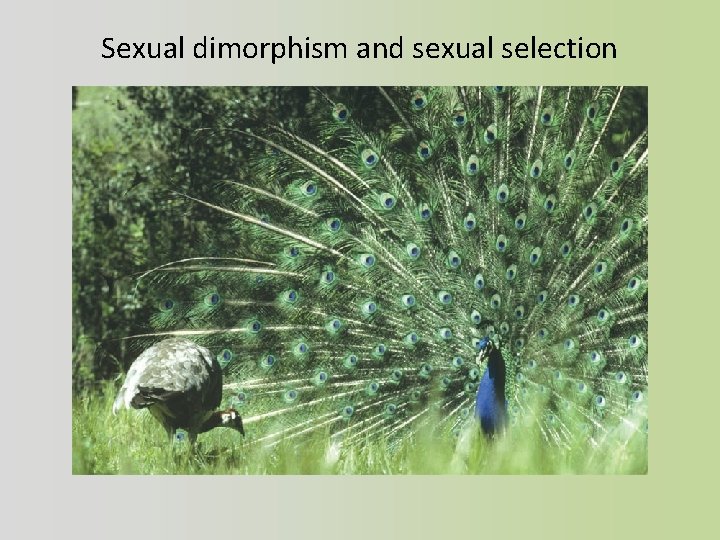 Sexual dimorphism and sexual selection 