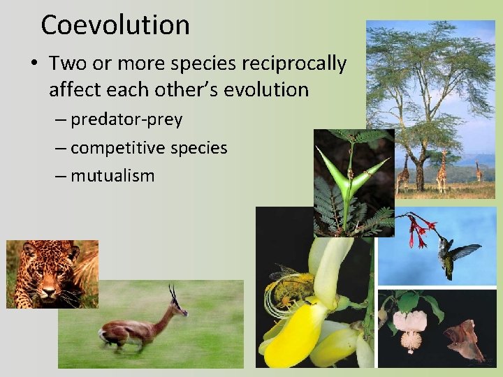 Coevolution • Two or more species reciprocally affect each other’s evolution – predator-prey –