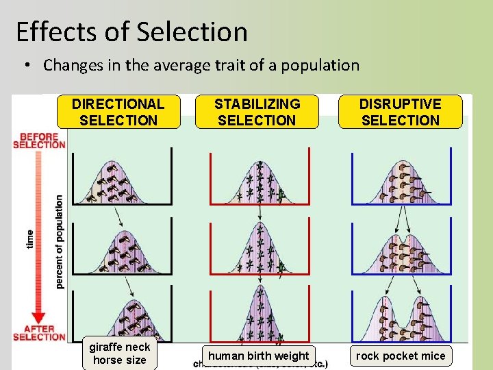 Effects of Selection • Changes in the average trait of a population DIRECTIONAL SELECTION