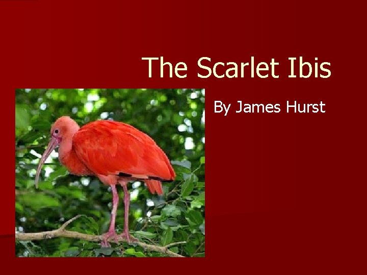 The Scarlet Ibis By James Hurst 