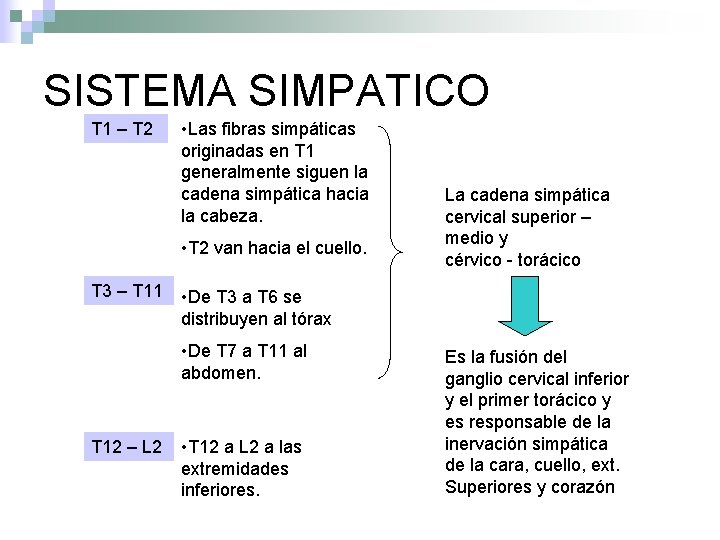 SISTEMA SIMPATICO T 1 – T 2 • Las fibras simpáticas originadas en T