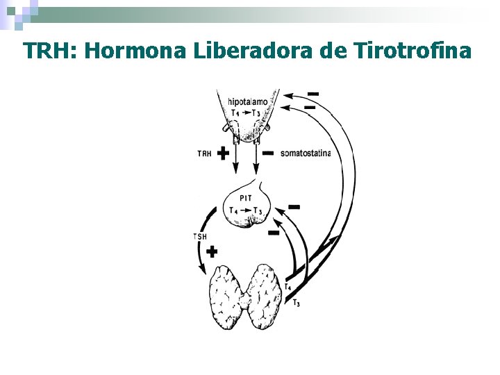 TRH: Hormona Liberadora de Tirotrofina 