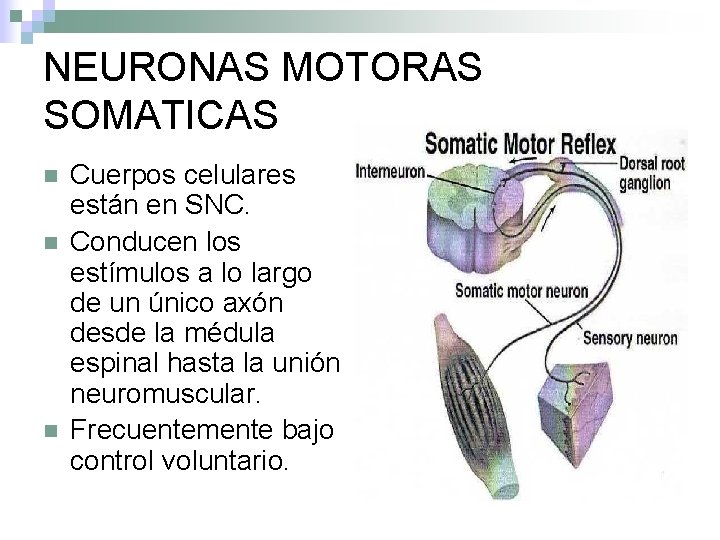 NEURONAS MOTORAS SOMATICAS n n n Cuerpos celulares están en SNC. Conducen los estímulos