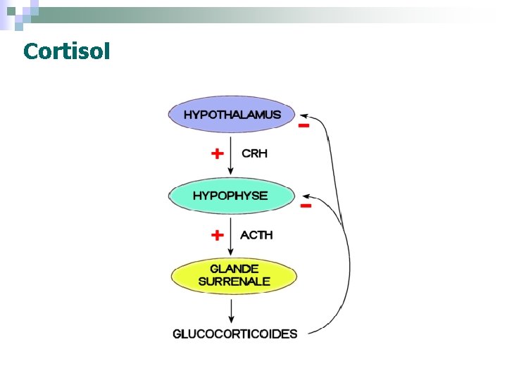 Cortisol 