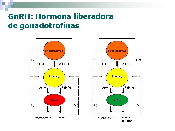 Gn. RH: Hormona liberadora de gonadotrofinas 