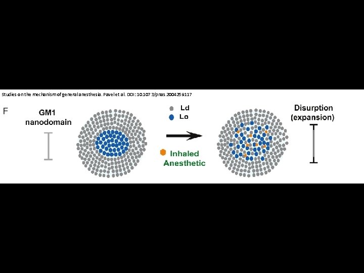 Studies on the mechanism of general anesthesia. Pavel et al. DOI: 10. 1073/pnas. 2004259117