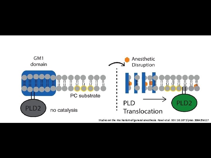 Studies on the mechanism of general anesthesia. Pavel et al. DOI: 10. 1073/pnas. 2004259117