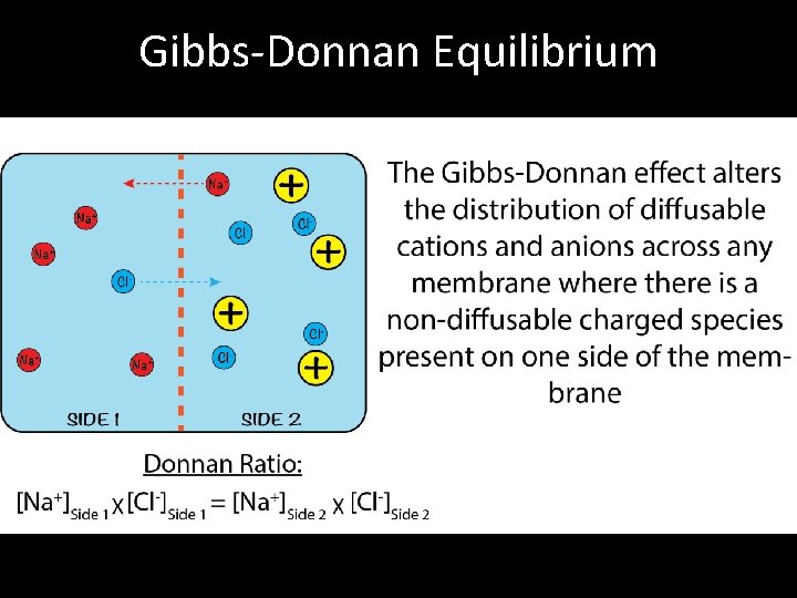 Gibbs-Donnan Equilibrium 