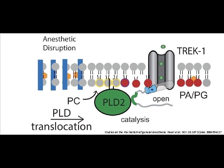 Studies on the mechanism of general anesthesia. Pavel et al. DOI: 10. 1073/pnas. 2004259117