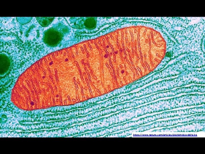 https: //www. nature. com/articles/d 41586 -019 -00792 -9 