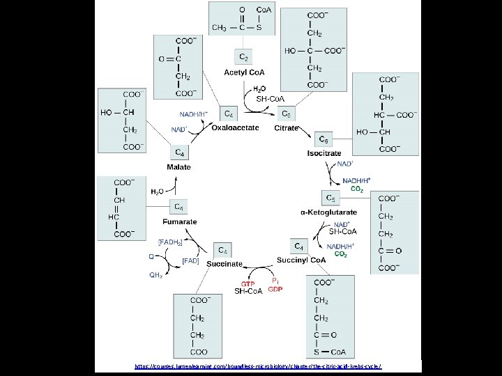 https: //courses. lumenlearning. com/boundless-microbiology/chapter/the-citric-acid-krebs-cycle/ 