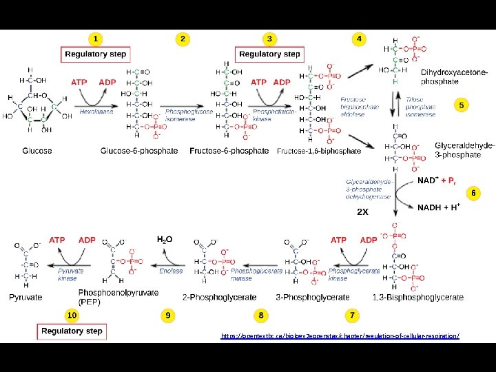 https: //opentextbc. ca/biology 2 eopenstax/chapter/regulation-of-cellular-respiration/ 