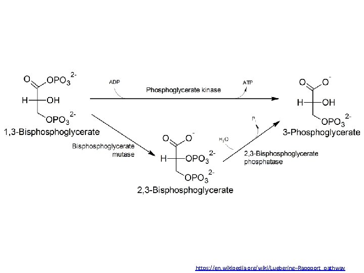 https: //en. wikipedia. org/wiki/Luebering–Rapoport_pathway 