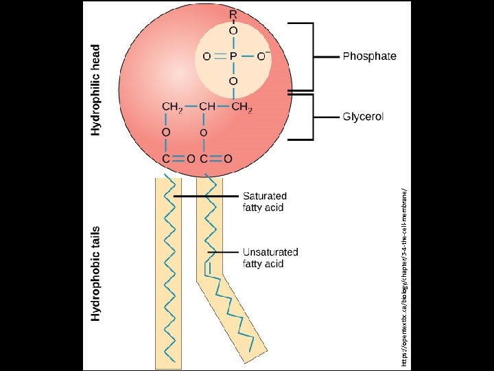 https: //opentextbc. ca/biology/chapter/3 -4 -the-cell-membrane/ 
