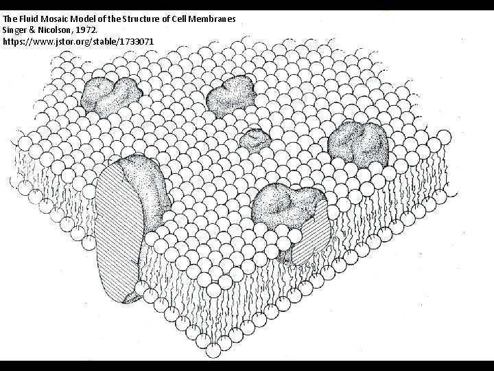 The Fluid Mosaic Model of the Structure of Cell Membranes Singer & Nicolson, 1972.