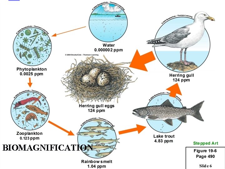 BIOMAGNIFICATION 