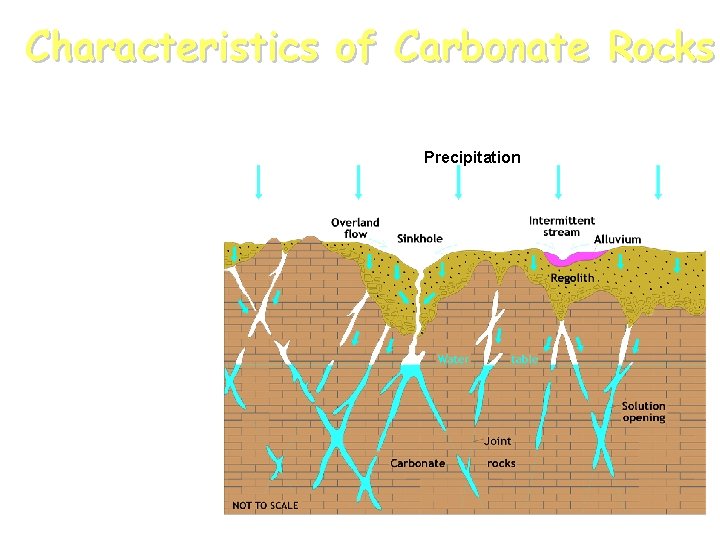 Characteristics of Carbonate Rocks Precipitation ØLarge Openings ØHigh Yields ØVulnerable ØHigh Recharge 