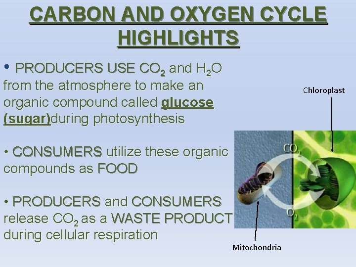 CARBON AND OXYGEN CYCLE HIGHLIGHTS • PRODUCERS USE CO 2 and H 2 O