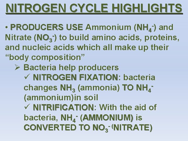 NITROGEN CYCLE HIGHLIGHTS • PRODUCERS USE Ammonium (NH 4 -) and Nitrate (NO 3