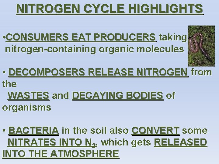 NITROGEN CYCLE HIGHLIGHTS • CONSUMERS EAT PRODUCERS taking in nitrogen-containing organic molecules • DECOMPOSERS