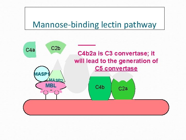 Mannose-binding lectin pathway C 2 b C 4 a MASP 1 MASP 2 MBL