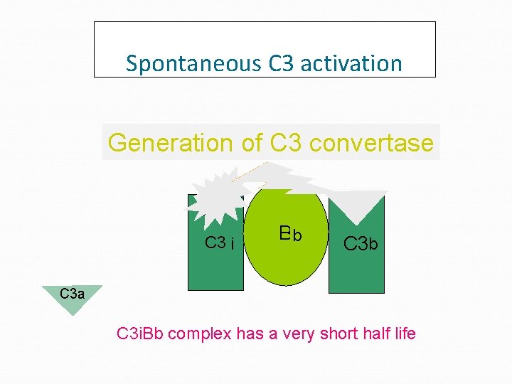 Spontaneous C 3 activation Generation of C 3 convertase H 2 O C 3