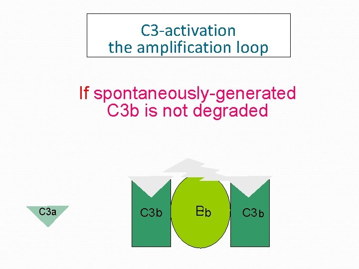 C 3 -activation the amplification loop If spontaneously-generated C 3 b is not degraded